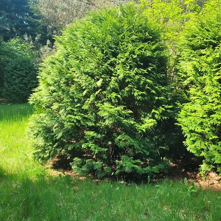 別荘 Bukowinka - Dom Pod Lasem Biale Bloto (Olesnica)