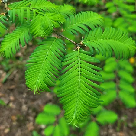 Bukowinka - Dom Pod Lasem 別荘