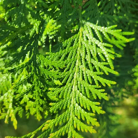 Bukowinka - Dom Pod Lasem 別荘