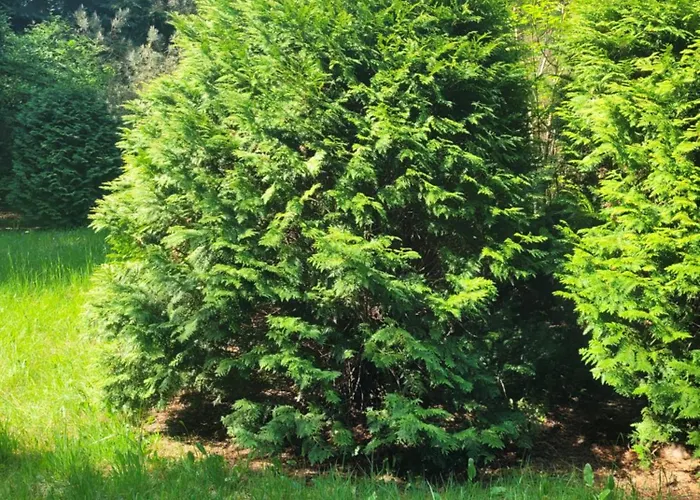 Prázdninový dům Bukowinka - Dom Pod Lasem Biale Bloto (Olesnica)