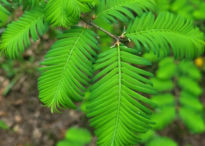 Bukowinka - Dom Pod Lasem Prázdninový dům