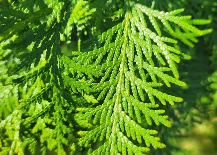 Bukowinka - Dom Pod Lasem Prázdninový dům